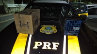 PRF resgata animais silvestres transportados dentro do porta-malas de um carro no RJ