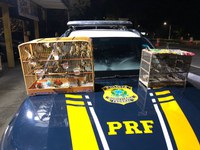 PRF prende homem que transportava ilegalmente pássaros silvestres na BR-101