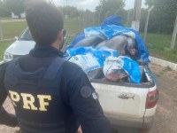 PRF apreende pescado, prende um homem e recupera um veículo no Rio Grande do Norte