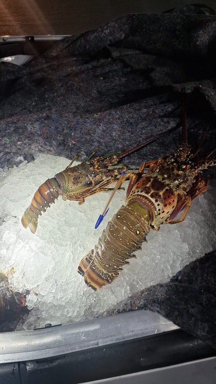 WhatsApp Image 2025-06-17 at 08.27.22.jpeg