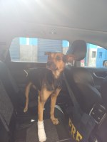 PRF resgata cachorro ferido às margens da BR-406 em São Gonçalo do Amarante/RN