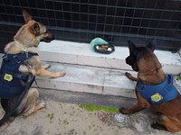 Mulher é detida em ônibus com 210 gramas de maconha pela PRF no Rio Grande do Norte