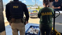 PRF e IBAMA apreendem mais de 2 toneladas de lagosta transportadas ilegalmente