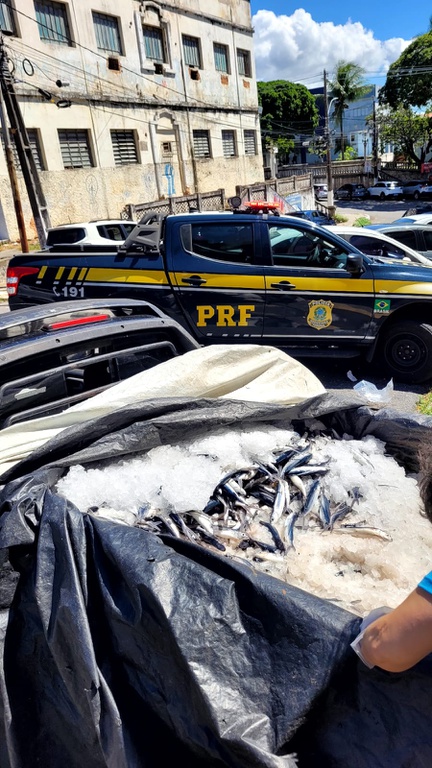 PRF apreende 700kg de peixe-voador transportados irregularmente no RN