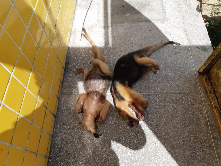 20211024 - Animais Silvestres (1).jpeg