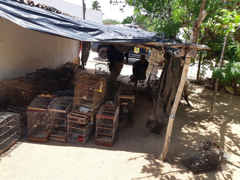 20211024 - Animais Silvestres (2).jpeg