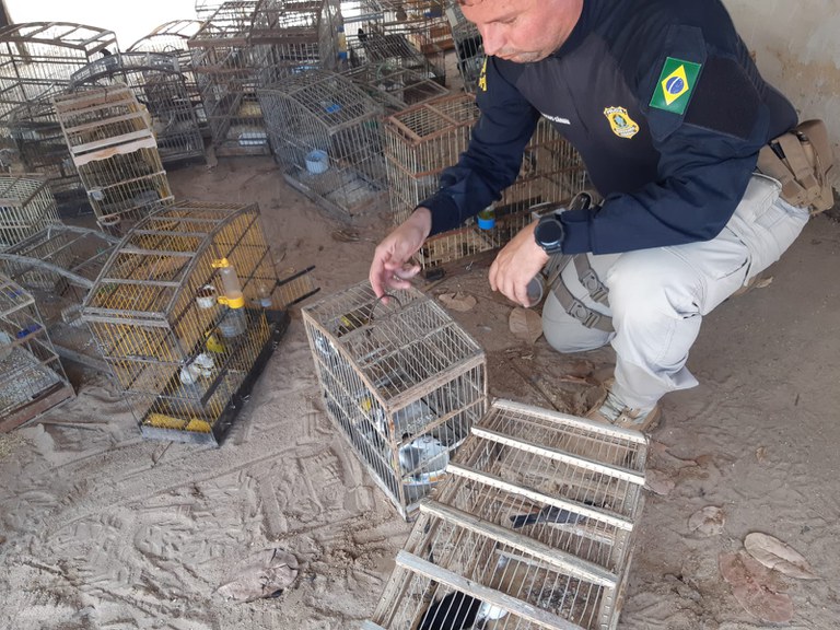 20211024 - Animais Silvestres (4).jpeg