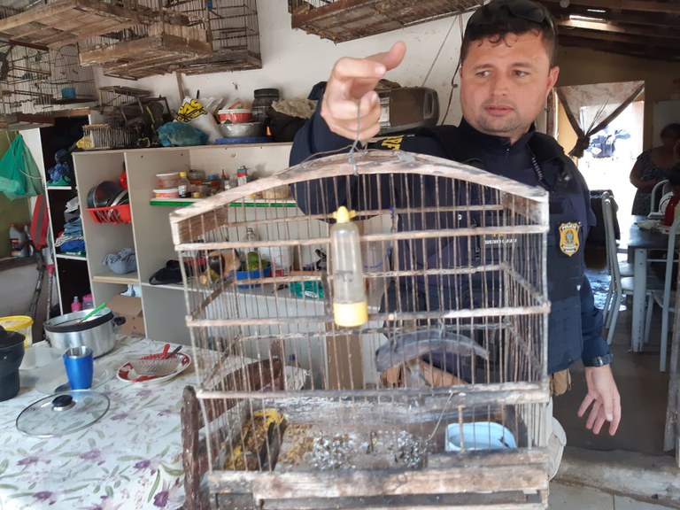 20211024 - Animais Silvestres (5).jpeg