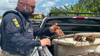 PRF flagra transporte ilegal de lagosta ovada durante o defeso e detém condutor na BR-101