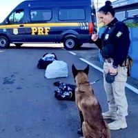 Com auxílio de cão farejador, PRF prende criminoso armado em ônibus