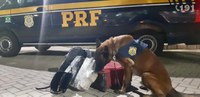 Com apoio de cães farejadores, PRF apreende maconha e cocaína em ônibus na Free Way