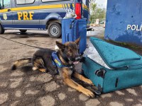 Foragida da Justiça é presa com 30 quilos de skunk e haxixe em ônibus