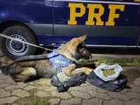 PRF prende dois traficantes com drogas em ônibus na Freeway