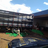 PRF apreende mais de meia tonelada da drogas escondida em caminhão boiadeiro