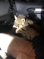 PRF localiza espécie de animal ameaçada de extinção em Livramento