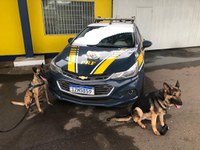 PRF realiza II Encontro Interinstitucional de Cinotecnia e Operação Cérbero II na Região Metropolitana de Porto Alegre/RS