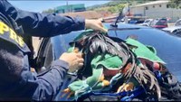 PRF prende homem transportando galos de rinha em Paverama/RS