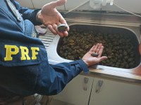 PRF resgata mais de mil filhotes de tartaruga em Torres/RS