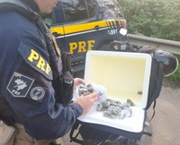 PRF prende traficante que fazia delivery de maconha em Santa Maria/RS