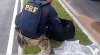 PRF apreende skunk com passageiro de ônibus na BR-116, em Pelotas