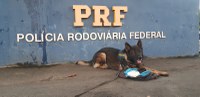 PRF prende traficante em Eldorado do Sul com o uso dos cães farejadores
