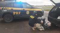PRF e PC apreendem skunk em Camaquã/RS