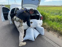 PRF, BM e CPRv BM apreendem carga de skunk em ação conjunta no Litoral Norte