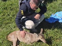 PRF resgata animal silvestre ferido em Vacaria