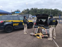 PRF apreende quase 150 kg de maconha em veículo na BR-101 em Torres