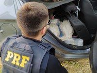 PRF resgata cisnes em Camaquã