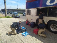 PRF apreende cigarro contrabandeado com passageiro de ônibus em São Leopoldo