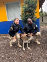 PRF resgata cachorro perdido na BR 470
