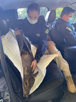 PRF resgata cervo atropelado em Santa Maria