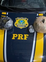 Em São Miguel do Guaporé/RO, PRF apreende skunk e detém suspeitos