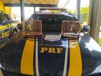 PRF apreende aves silvestres sendo transportadas ilegalmente