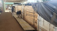 Em Rondônia, PRF identifica transporte irregular de madeira