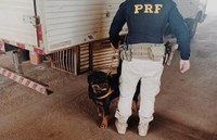PRF prende homem por maus tratos a animais em Ji-Paraná/RO