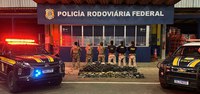 PRF em Rondônia apreende mais de 300 kg de entorpecentes em Ariquemes