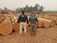 Em Porto Velho, durante a Operação Anhangá, PRF faz gigantesca apreensão de madeira irregular