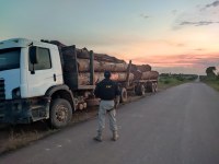 PRF em Roraima apreende mais de 36m³ de madeira em São João da Baliza