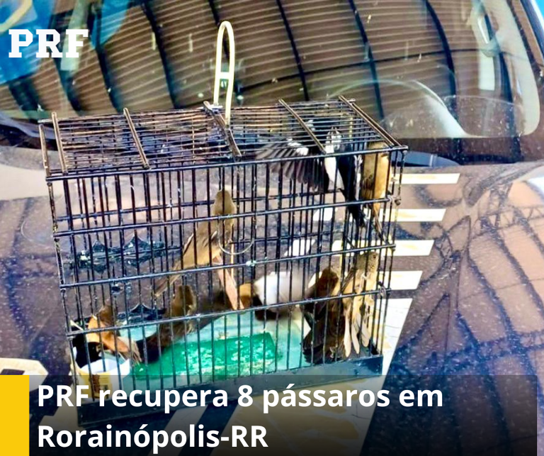 PRF recupera 9 pássaros em Rorainópolis-RR.png