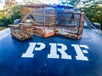 PRF resgata aves silvestres em Caracaraí-RR