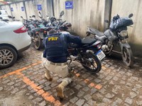PRF recupera motocicleta roubada na BR-401