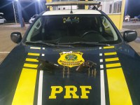 PRF recupera carro, apreende 97 munições e 5 armas de fogo