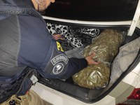 PRF apreende 3,1 quilos de skunk na BR-101 em Araquari