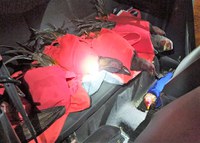 PRF localiza galos de rinha no interior de automóvel na BR-101 em Joinville