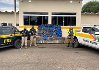 Ação conjunta PRF e PMRv apreende quase 800 quilos de maconha e recupera picape em Concórdia