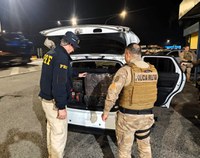 Ação conjunta PRF e PM apreende maconha no norte do estado