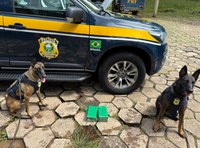 Cães de faro da PRF encontram cocaína escondida em automóvel em Chapecó
