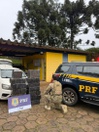 PRF apreende quase 300 quilos de maconha em Chapecó